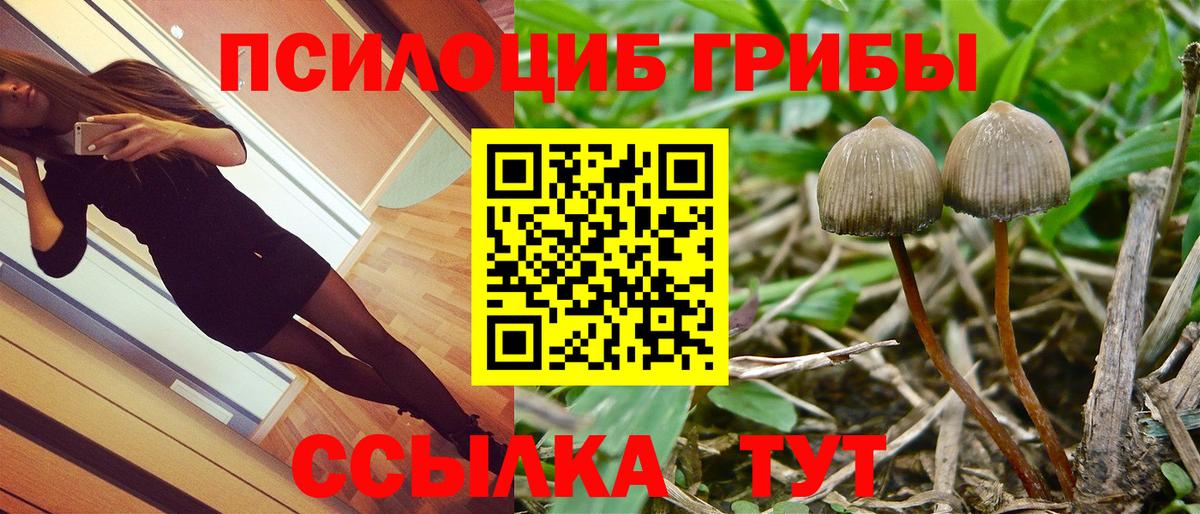 где купить наркотик  Псилоцибиновые грибы Psilocybe  Вход с VPN  Волжский  Галлюциногенные грибы ЛСД 